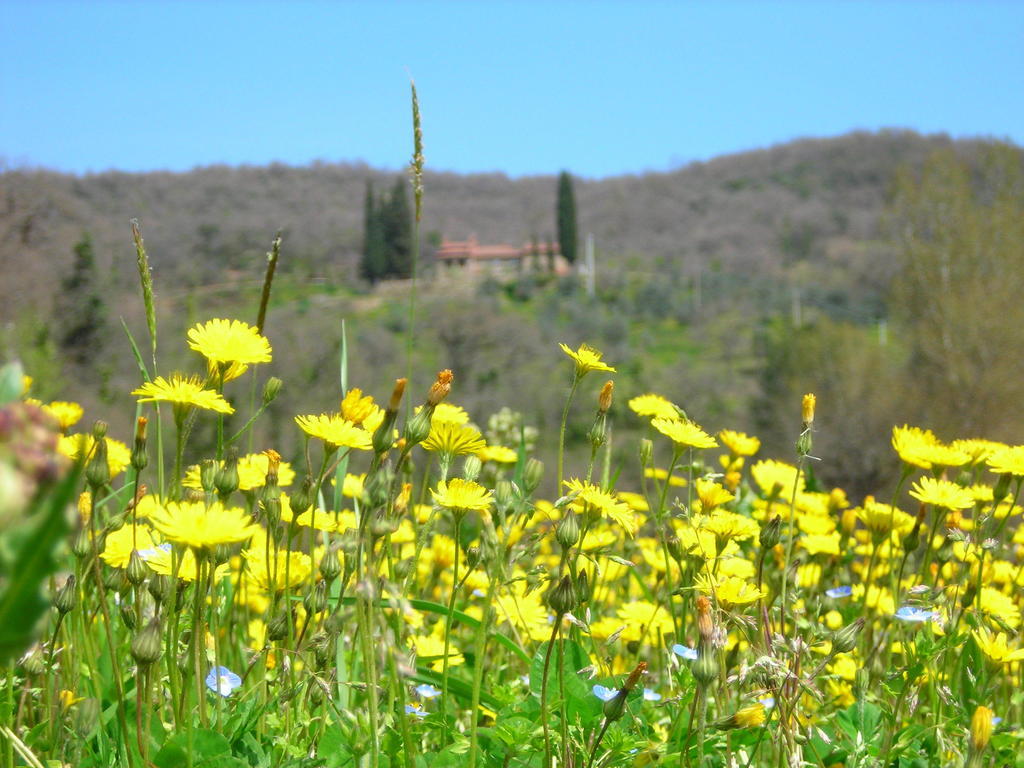 Allegro Agriturismo Argiano Arezzo Eksteriør billede