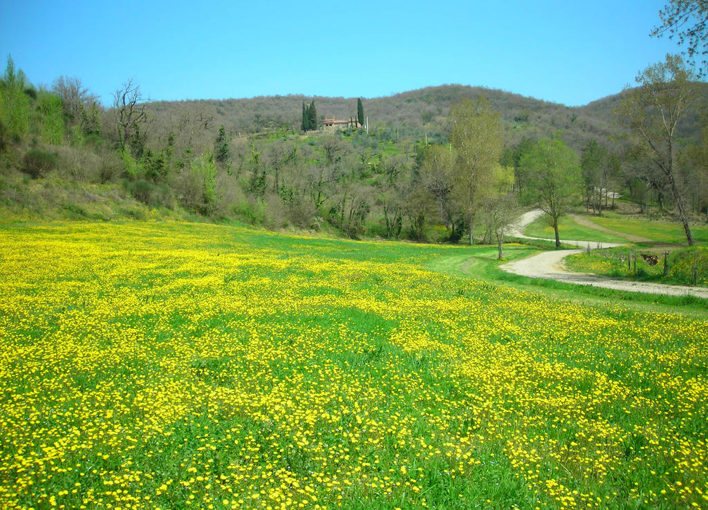 Allegro Agriturismo Argiano Arezzo Eksteriør billede
